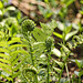 emerging ferns