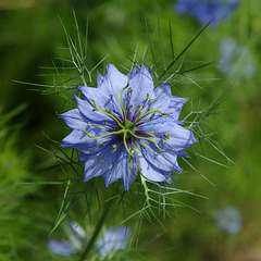 Love-in-a-mist