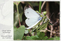 Large White butterflies m&f face to face Stanmer Park 26 7 2016