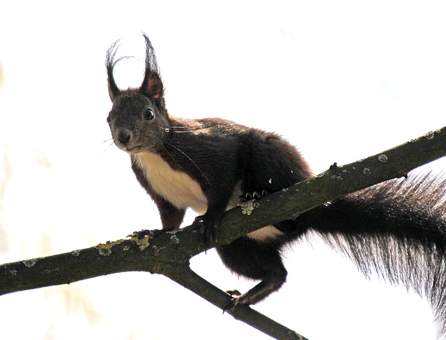 Eichhörnchen