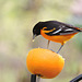 Baltimore Oriole