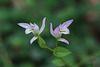 Triphora trianthophorus (Three-birds orchid)