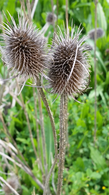 dipsacus sativus seed heads