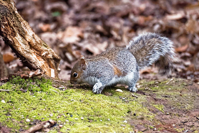 Squirrel looking for nuts