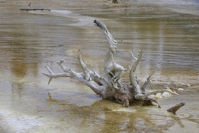 Celestine Pool