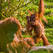 Orangutan babyf