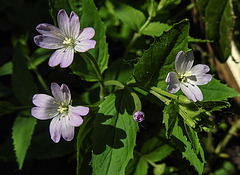 20230610 0864CPw [D~LIP] Berg-Weidenröschen (Epilobium montanum), Bad Salzuflen