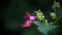 Impatiens de l'Himalaya