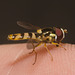 IMG 3034 Hoverfly-5-1