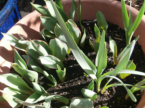 The tulip tubs are getting full