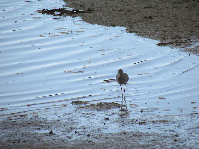 Nice legs, Alvor estuary (2015)