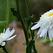 bandeau groupe asteraceae