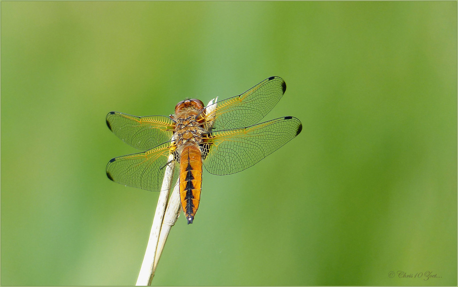 Scarce chaser ~ Bruine korenbout (Libellula fulva), female ♀...