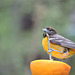 Baltimore Oriole