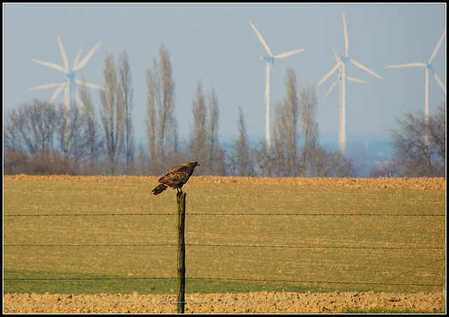 Bird of Prey  mills