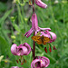 Türkenbund (Lilium martagon): Blüten mit Tagfalter