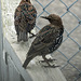 European Starlings