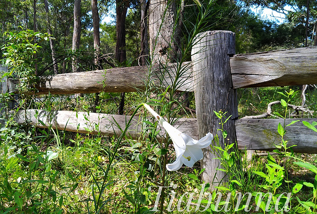 The lily and fence