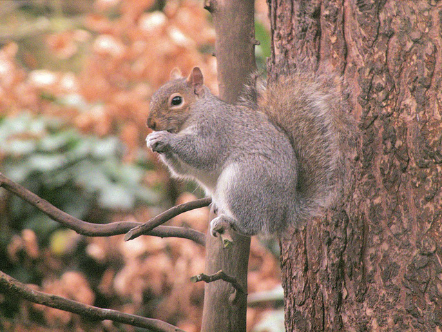 Squirrel lookout