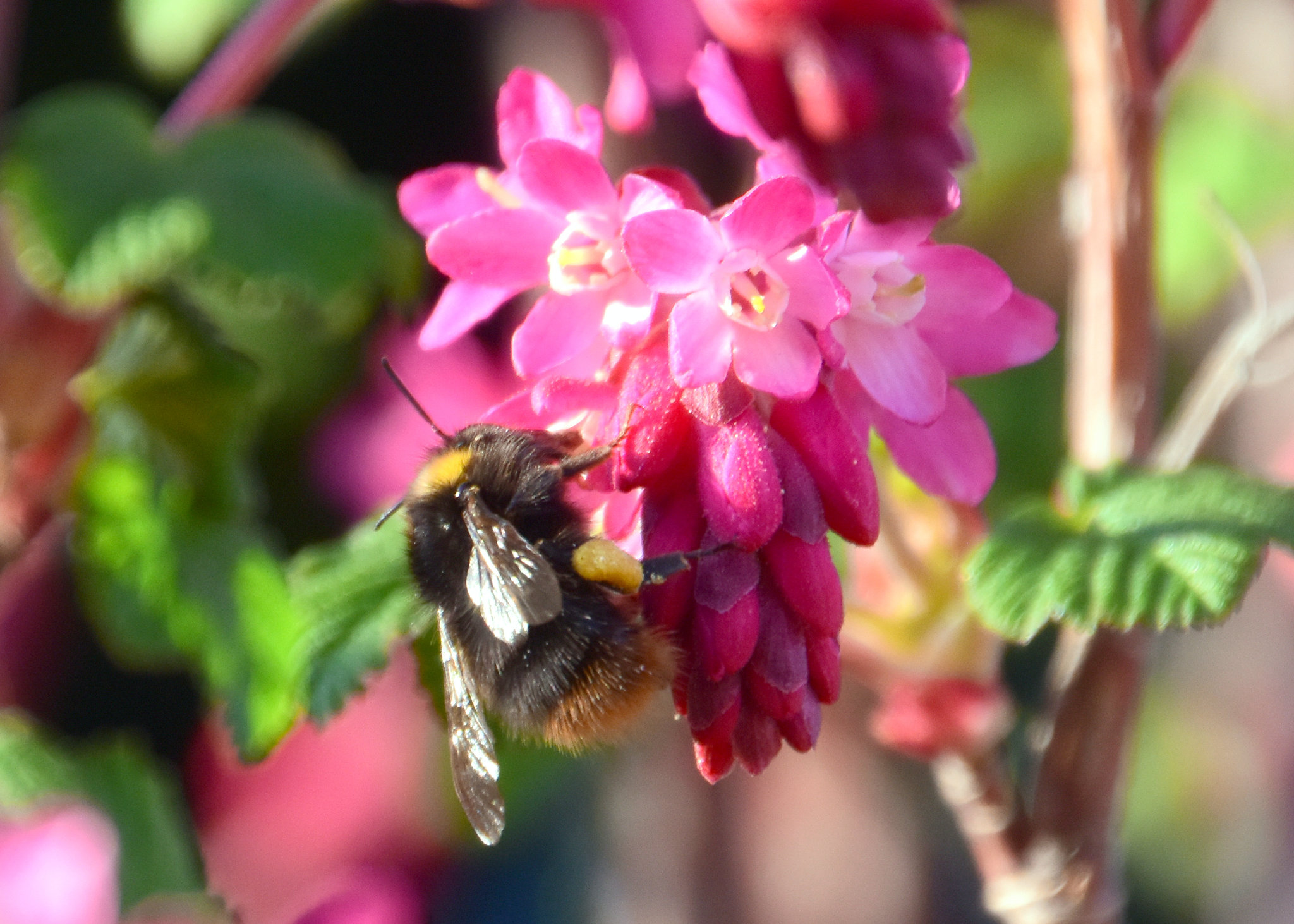 Hummel und Johannisbeerblüte