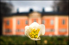 wood anemone