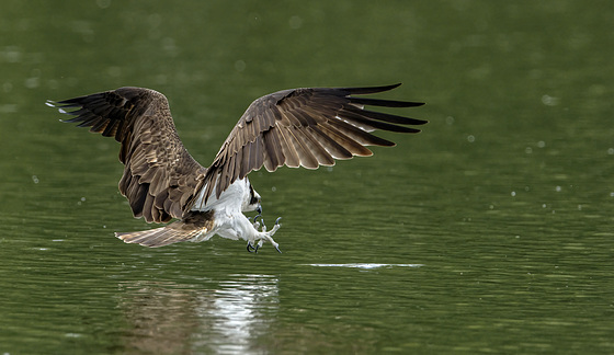 Osprey fishing - Balbuzard pecheur