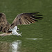 Osprey fishing - Balbuzard pecheur
