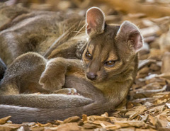 Fossa cub