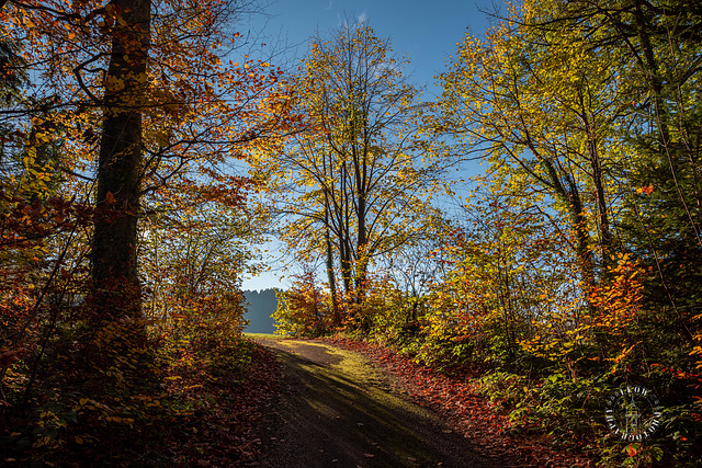 Farbiger Herbstweg ++ colored autumn way