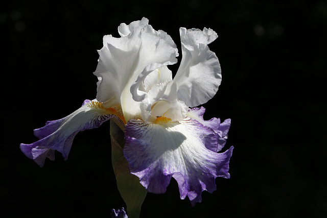 Iris