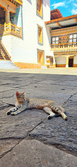 Cat Relaxation and Meditation