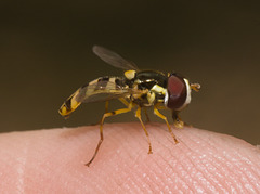 IMG 3038 Hoverfly-1