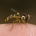 IMG 3038 Hoverfly-1