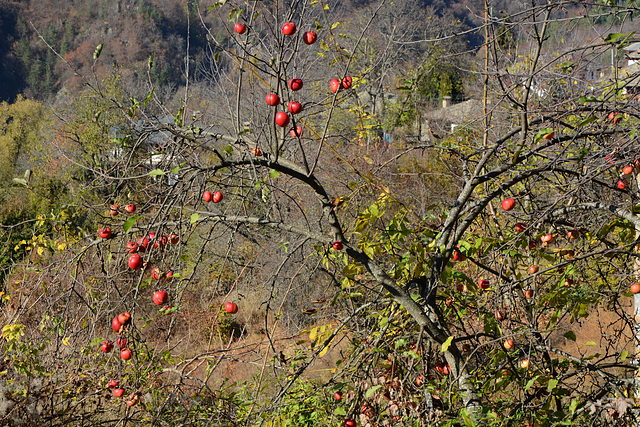 Bulgaria, Kovachevitsa, Remains of the Red Apple Harvest
