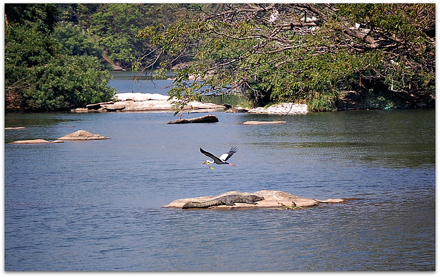 A view of Rangana Thittu