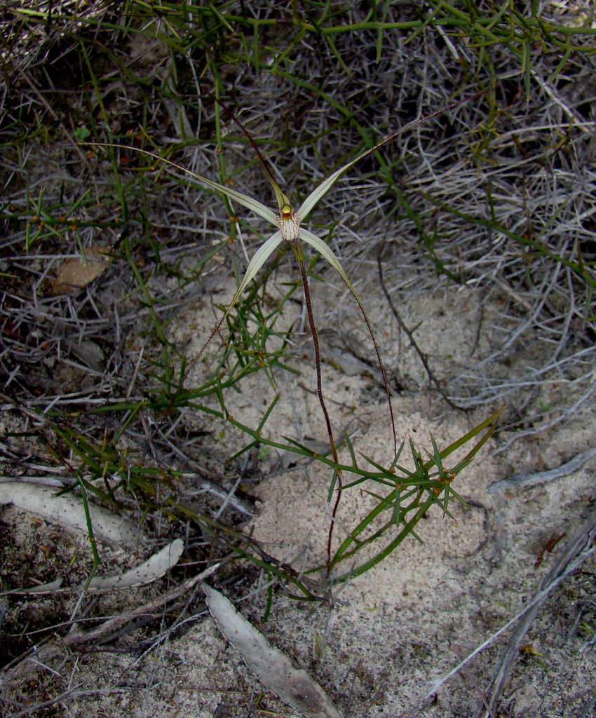 Jonesiopsis capillata