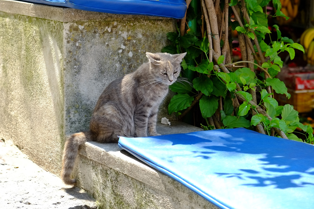 Positano X-Pro1 9 cat
