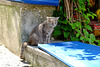 Positano X-Pro1 9 cat