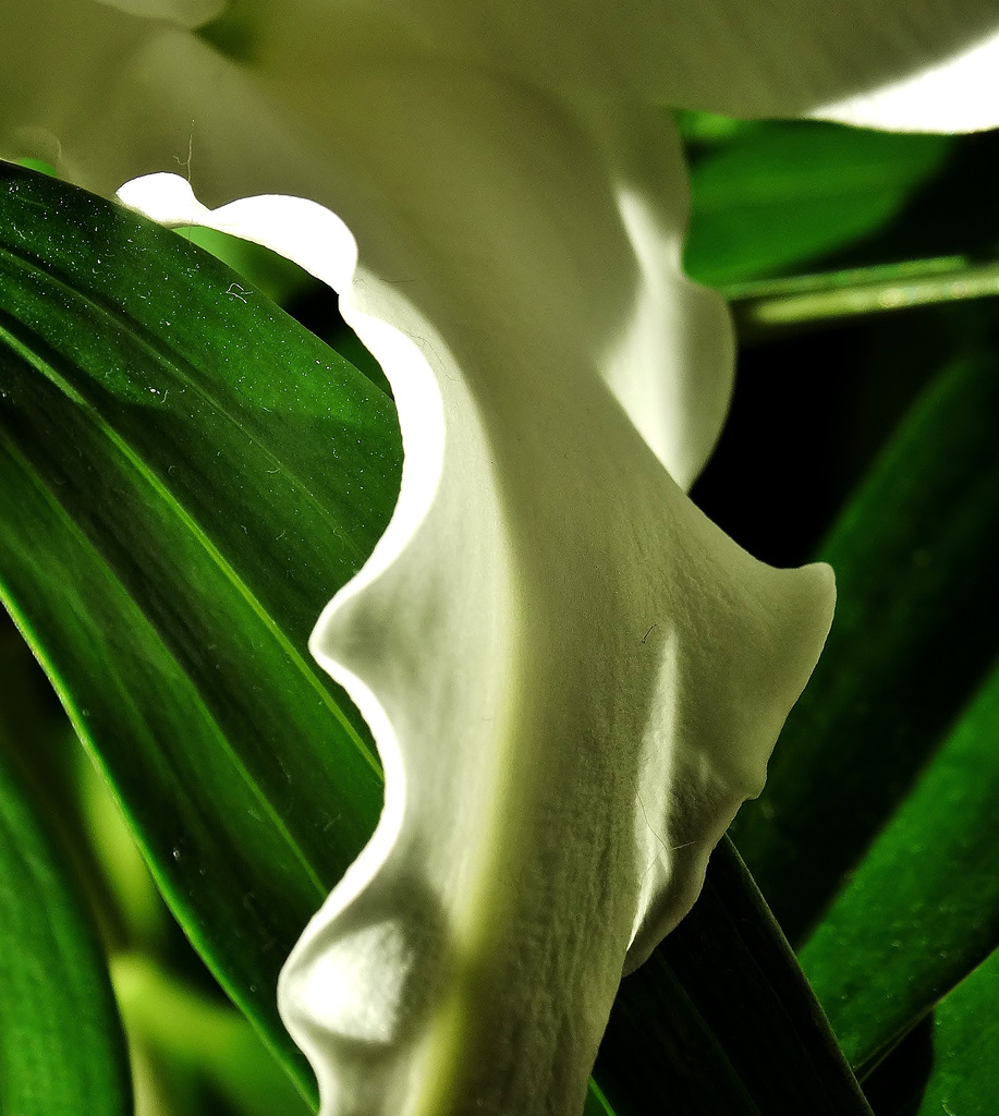 Lily