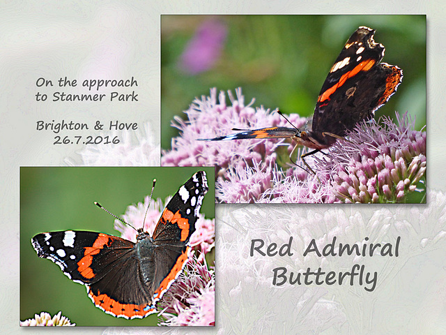 Red Admiral near Stanmer Park 26 7 2016