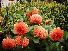 Dahlias