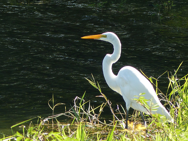 Great Egret, pond on way to Tobago airport