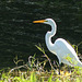 Great Egret, pond on way to Tobago airport