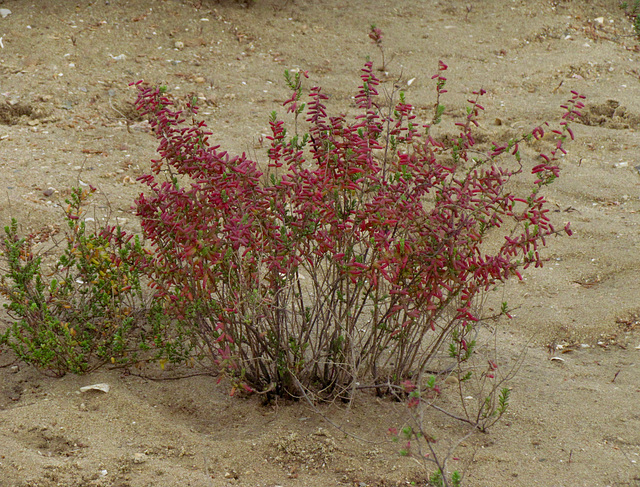 Vicia benghalensis (Red Tufted Vetch)? Alvor estuary (2015)