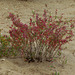 Vicia benghalensis (Red Tufted Vetch)? Alvor estuary (2015)