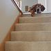 The Dog at the Top of the Stairs