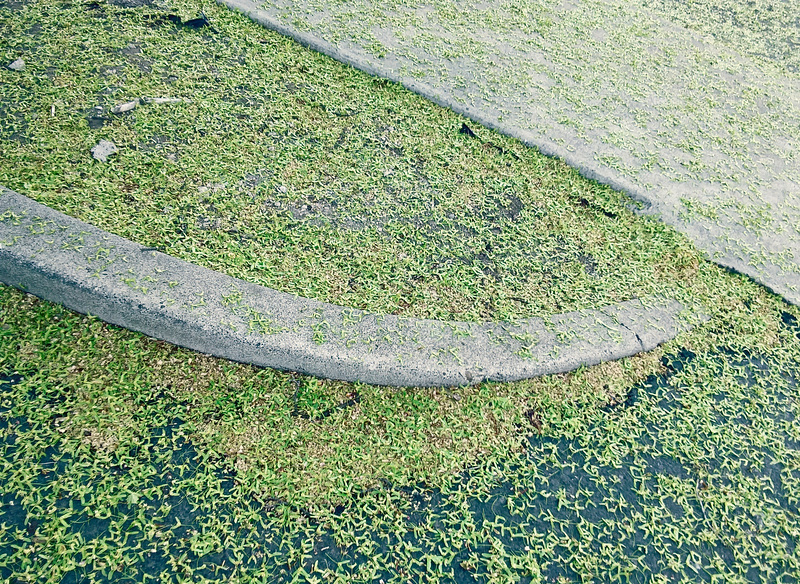 Tree debris