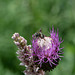 Schwebfliege (Eristalis spec.) auf Blütenkopf eines Korbblütlers.