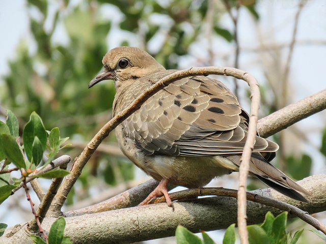 Mourning Dove