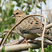 Mourning Dove